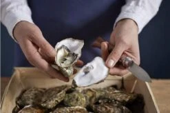 Opinel Oyster Knife No 09 15 Opinel Oyster Knife No 09 -Knives and Tools Shop OP001616 07 opinel oestermes op001616 08